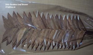 SOLA DEVDARU LEAF BROWN 2 PCS> in Poly