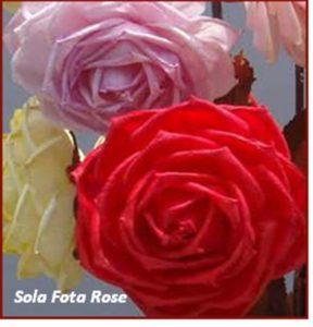 SOLA FOTA ROSE