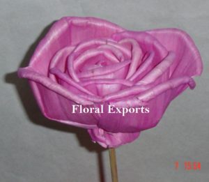 SOLA FREE LAND ROSE COLOUR