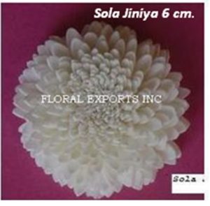 SOLA JINIYA 6 CM.