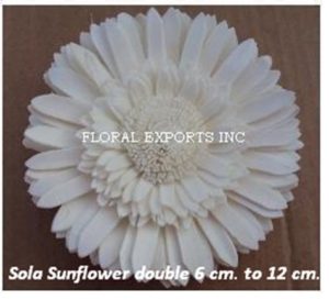 SOLA SUNFLOWER DOUBLE