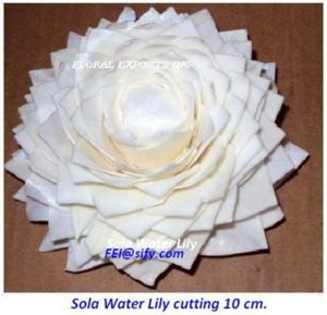 SOLA WATER LILY CUTTING 10 CM.