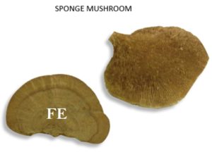 SPONGE MUSHROOM