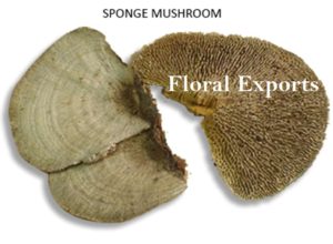 SPONGE MUSHROOM (POTPOURRI)