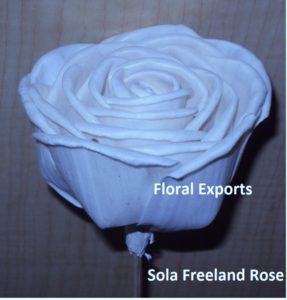 Sola Rose Free Land Rose 8 cm. (O)