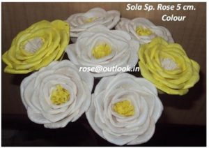 Sola Sp Rose 5 cm.