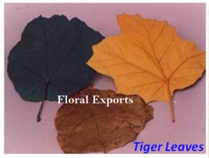 TIGER LEAF