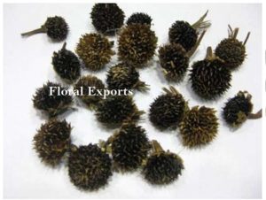 TITONIA HEADS (BLACK DAISY)